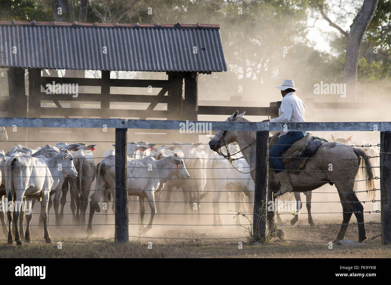 Vaqueiro faz contagem do gado em fazenda situada na margem da MT-060 Rodovia Transpantaneira Stock Photo
