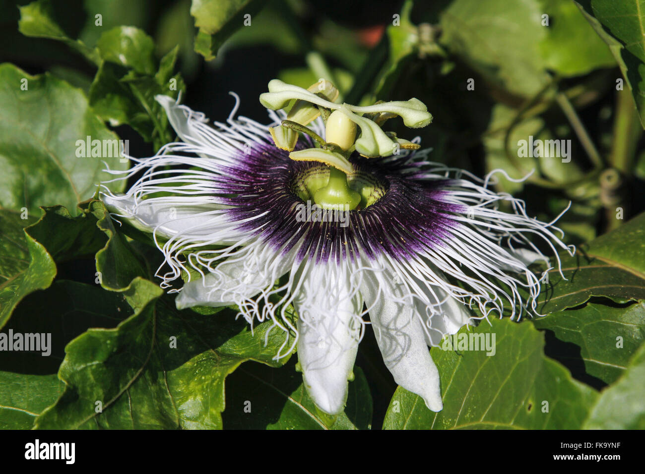 Passion flower in the center of Agrarian Sciences Stock Photo