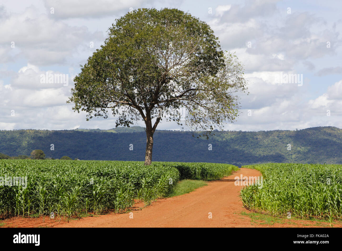 Cerrado brazil hi-res stock photography and images - Alamy