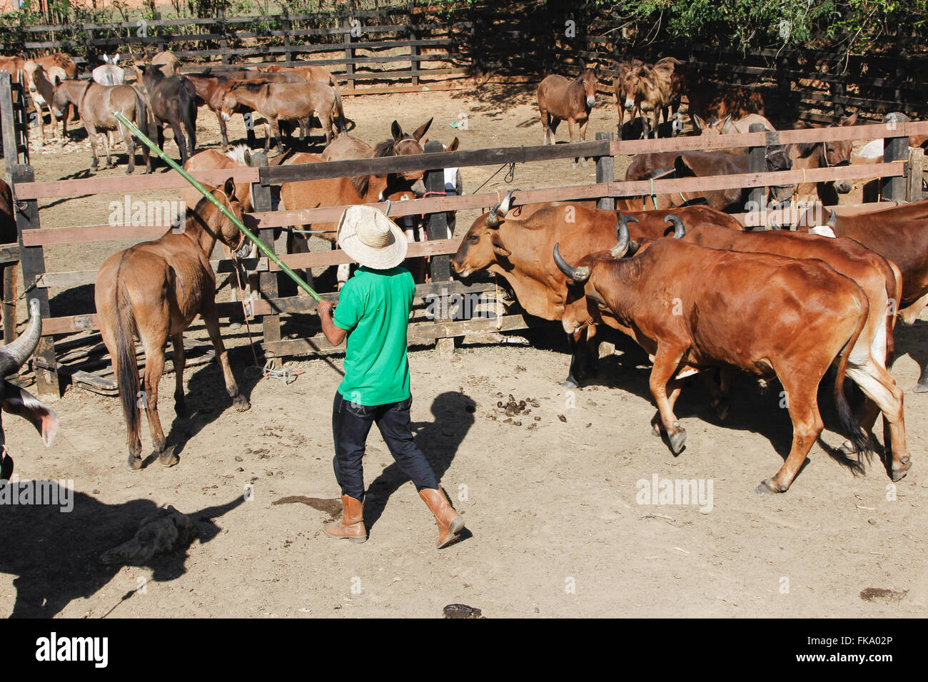 Rural worker surrounded with cattle during the preparations for the 32A, ¬ ™ National Party`s Drover Stock Photo