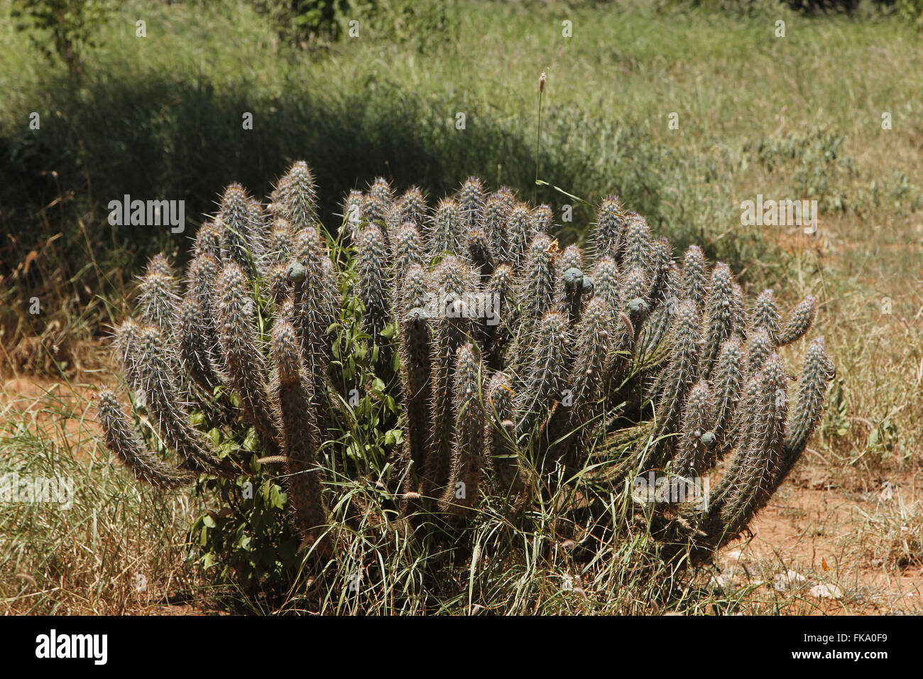 Cactus xique-xique in the bush - the village of Varzinha Stock Photo
