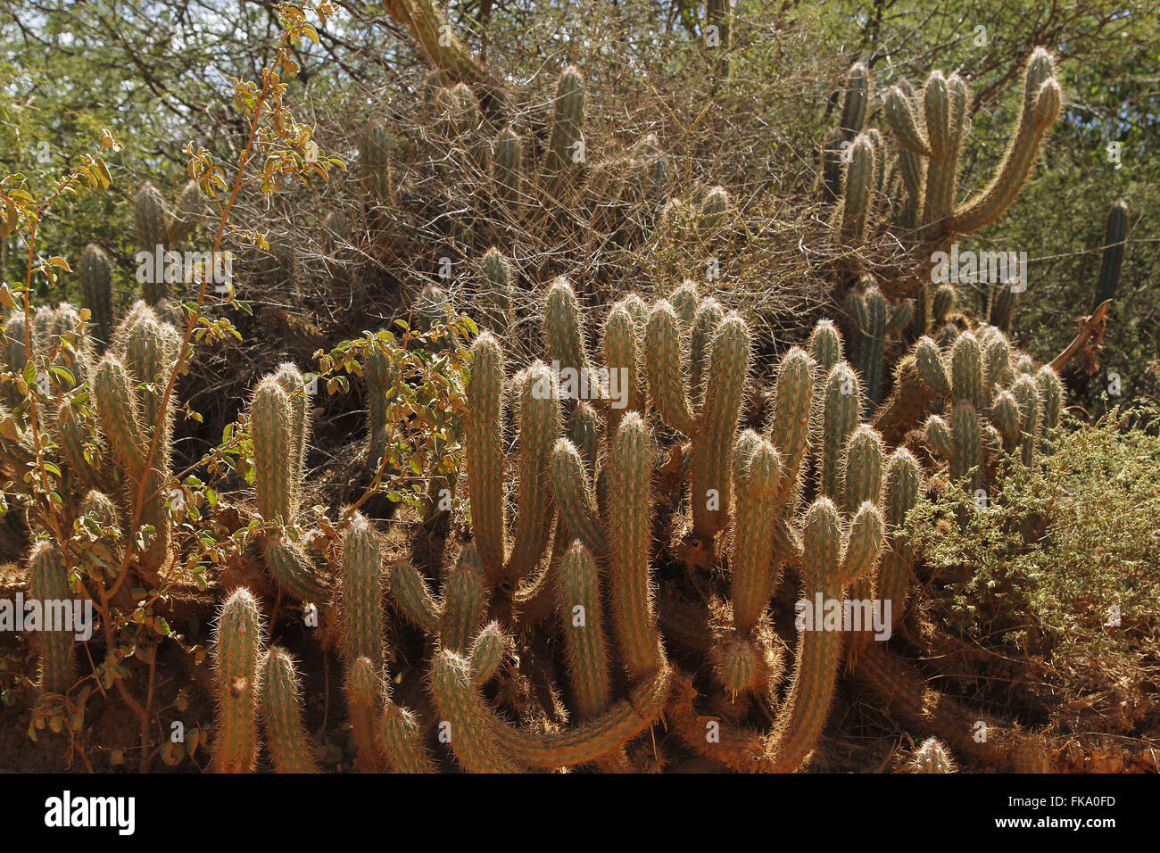 Xique-xique Cactus amid bushes in savanna - village of Varzinha Stock Photo