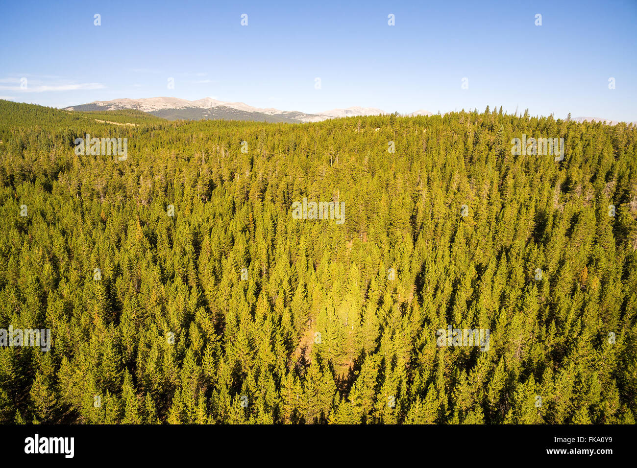 Bighorn National Forest aerial view in Wyoming Stock Photo