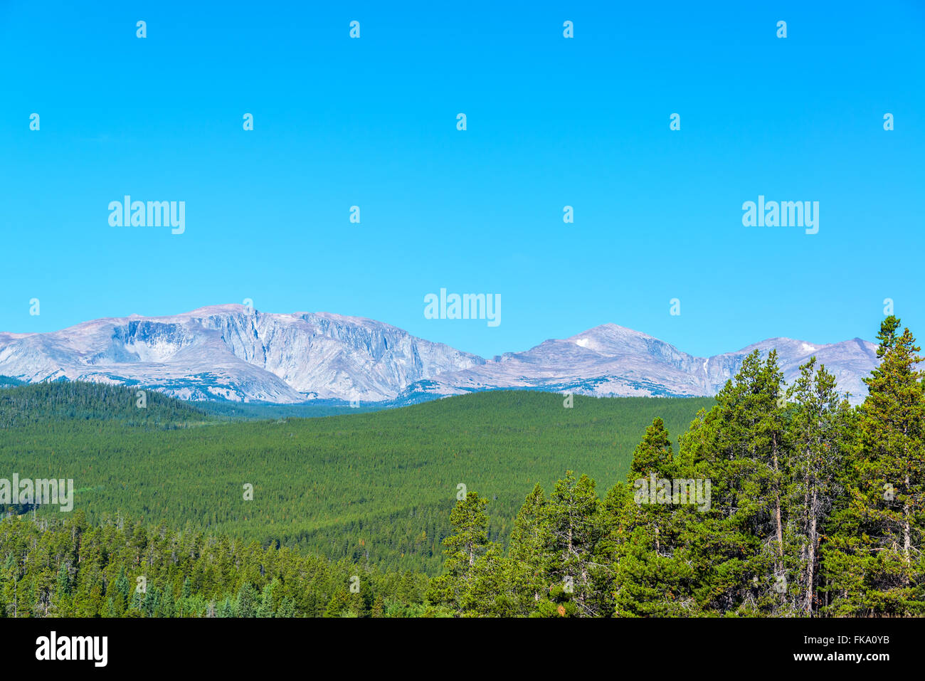 Bighorn Mountain Range rising above a dense evergreen forest in Wyoming Stock Photo
