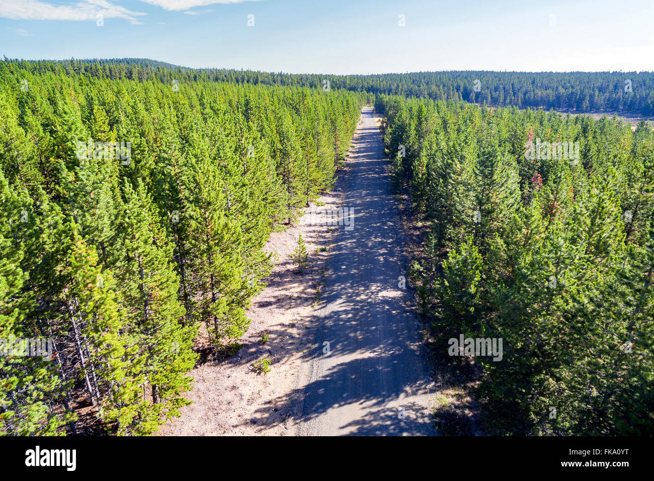 Bigfoot passing through Organic Hemp field 'Lifter' strain 'Cannabis  sativa', pm light Stock Photo - Alamy