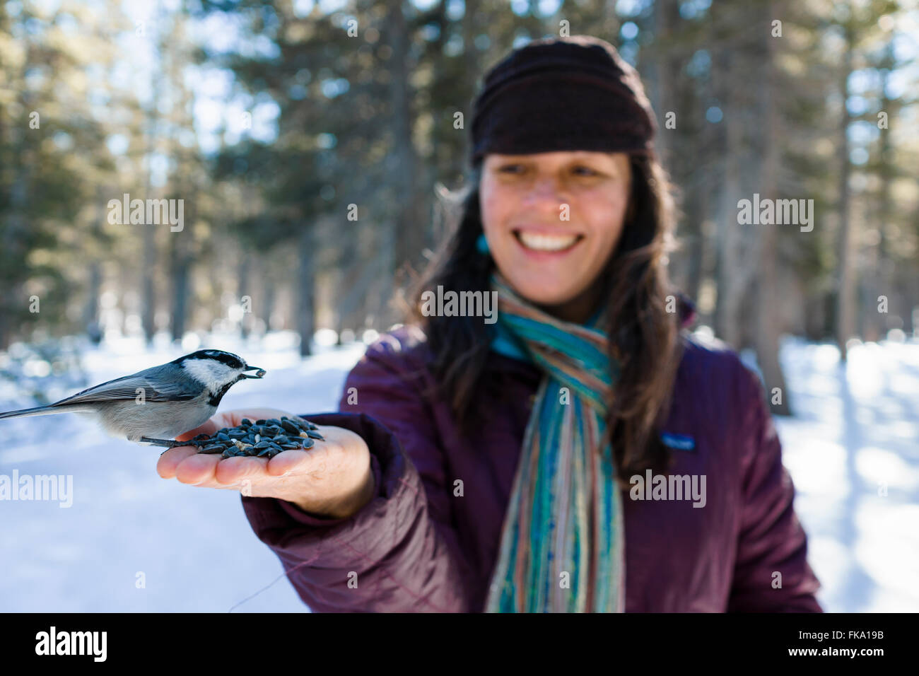 Wild Chickadee birds eat out of stylish woman's hands in snowy forest environment Stock Photo