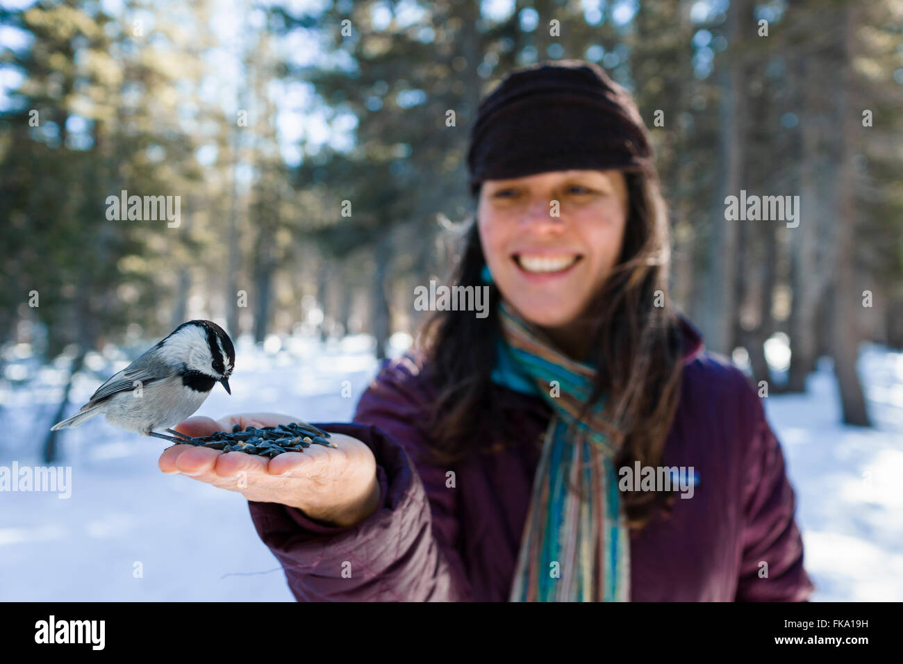 Wild Chickadee birds eat out of stylish woman's hands in snowy forest environment Stock Photo