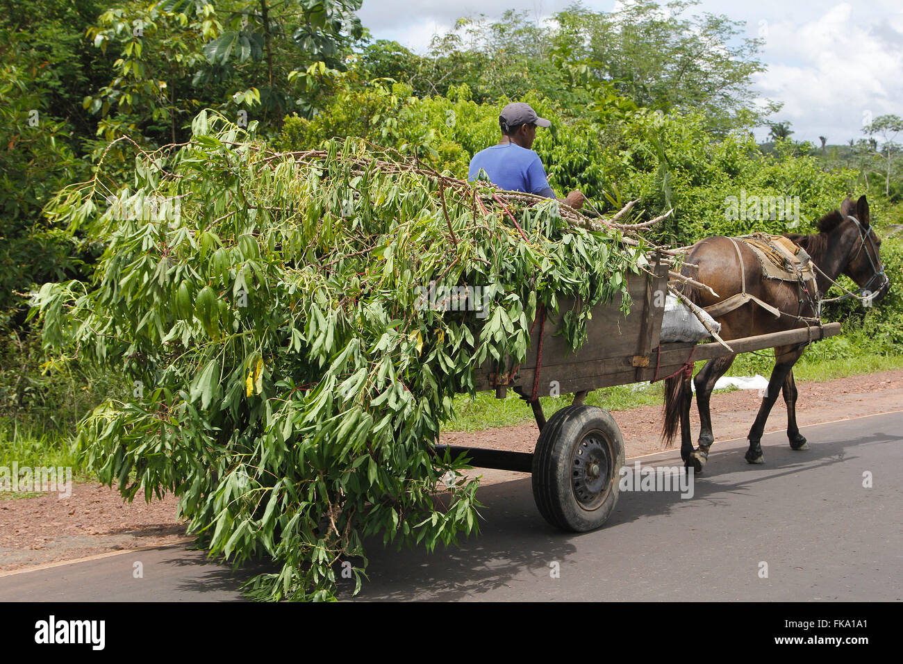 Man carries cassava carroca in MA-106 highway - no shoulder Stock Photo