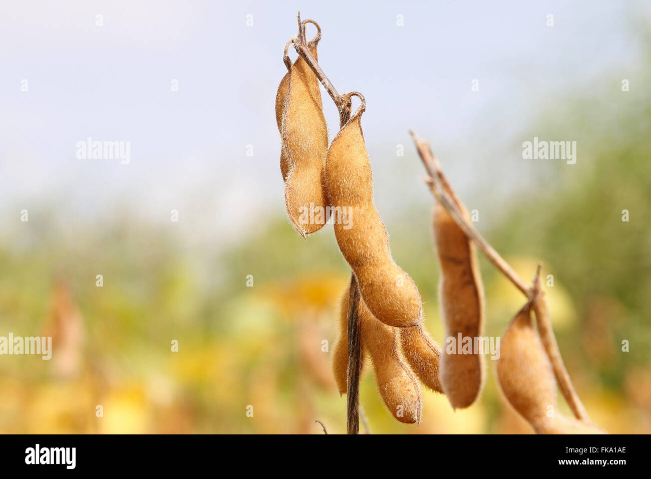 Detail of pods of soybean plantation Stock Photo