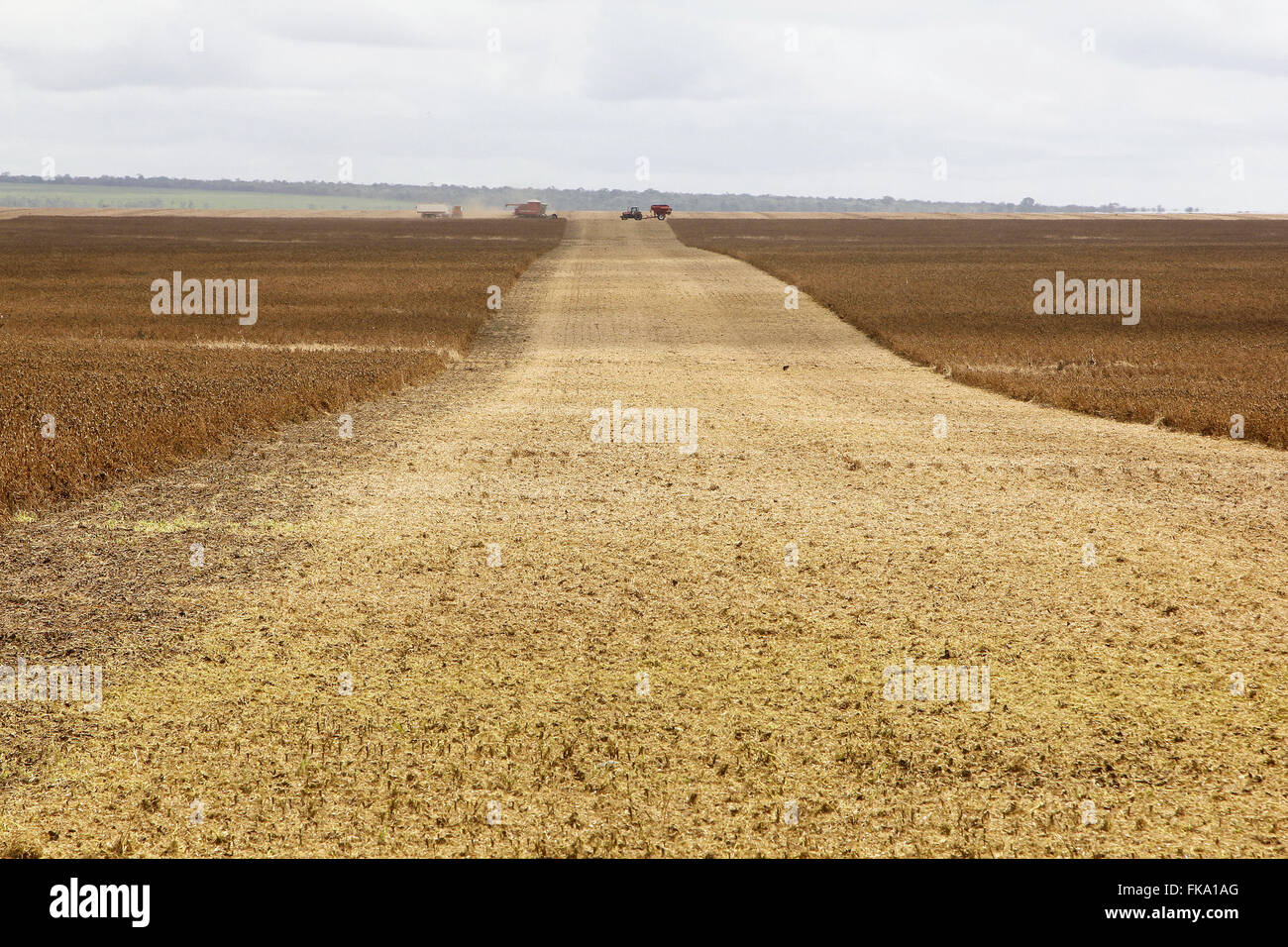 Field after combine harvesting soybeans Stock Photo