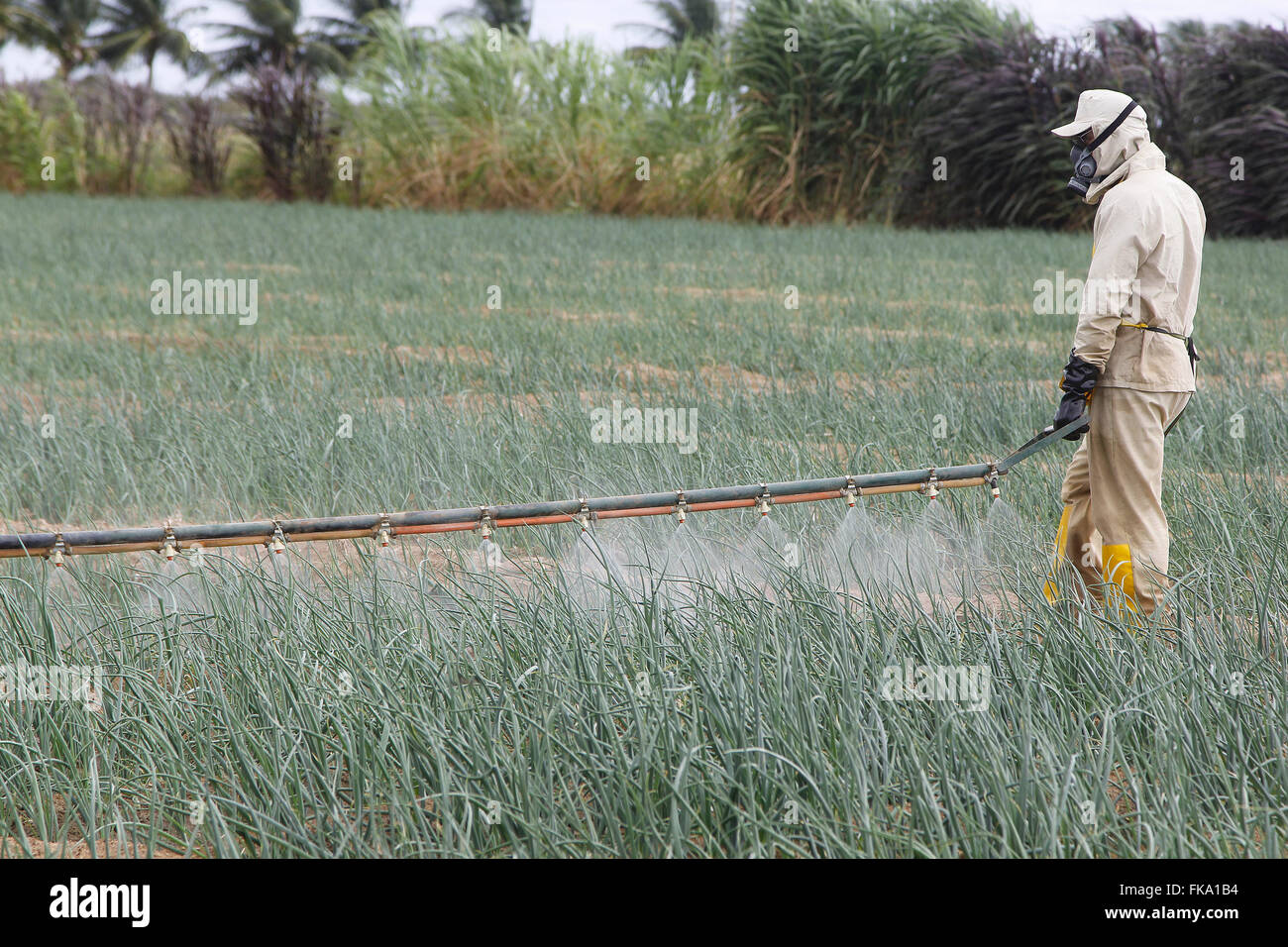 Spraying of insecticide in plantation of onion Stock Photo