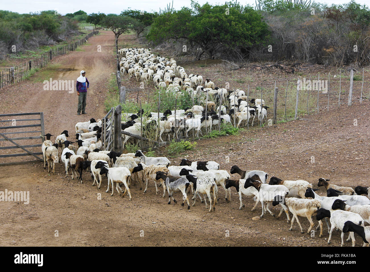Sheep breeding farm Stock Photo Alamy