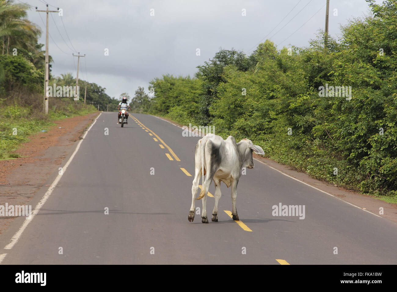 26.503 Animals On Highway Bilder, Stockfotos, 3D-Objekte und Vektorgrafiken