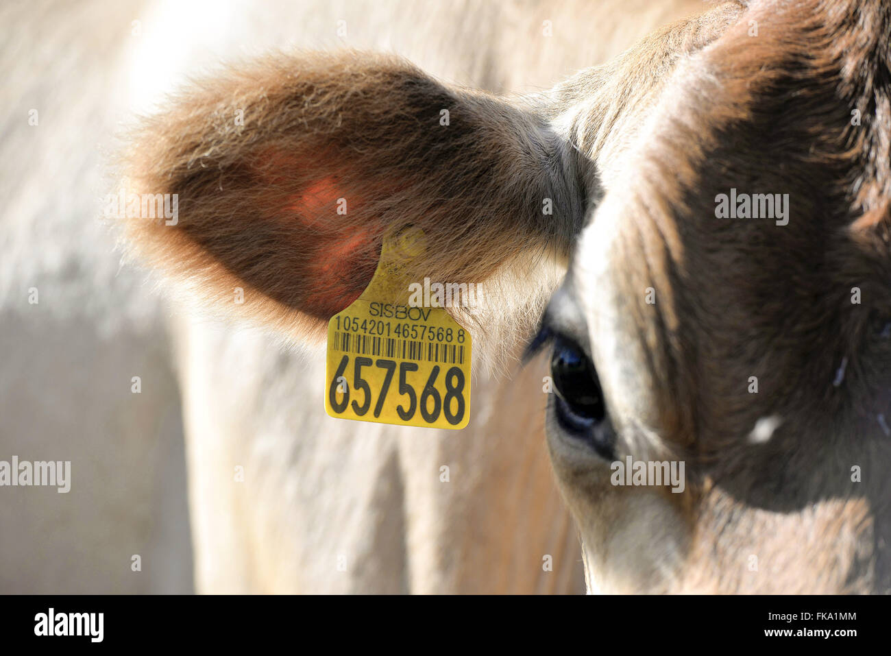 Detalhe de brinco de identificaÁ„o em vaca por cÛdigo de barras Stock Photo  - Alamy