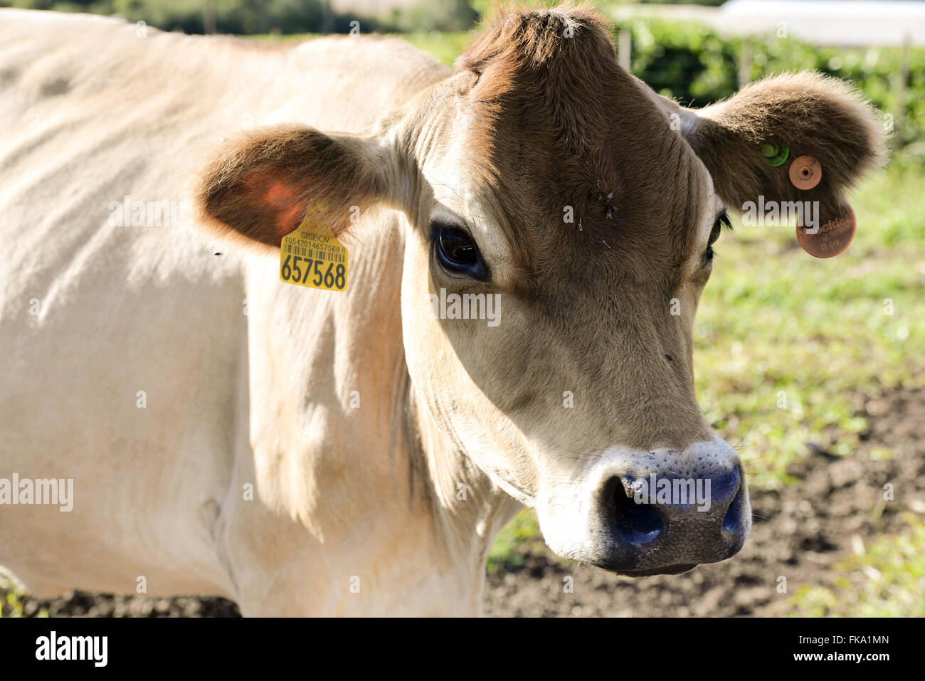 Detalhe de brinco de identificaÁ„o em vaca por cÛdigo de barras Stock Photo  - Alamy