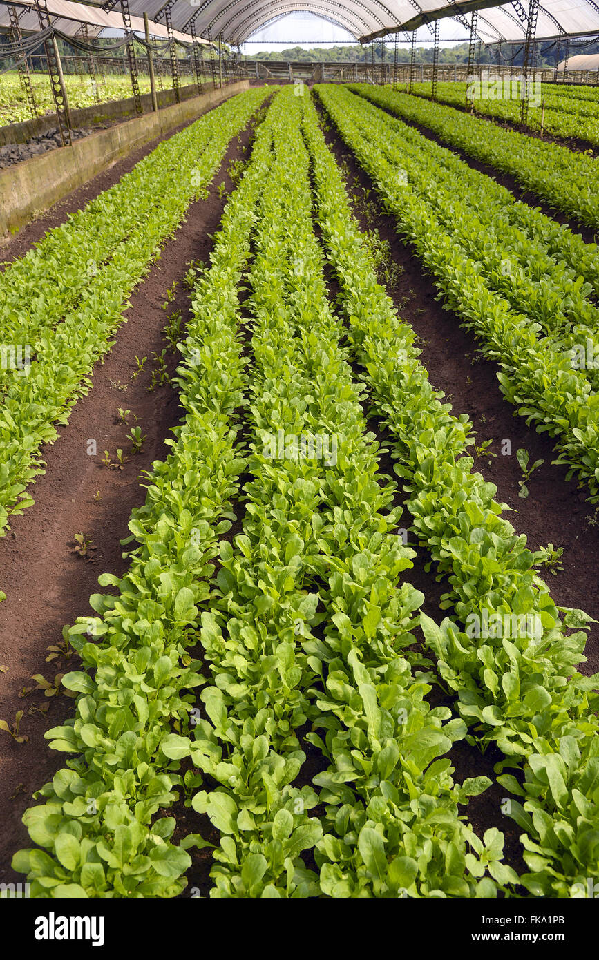 Cultivo hi-res stock photography and images - Alamy