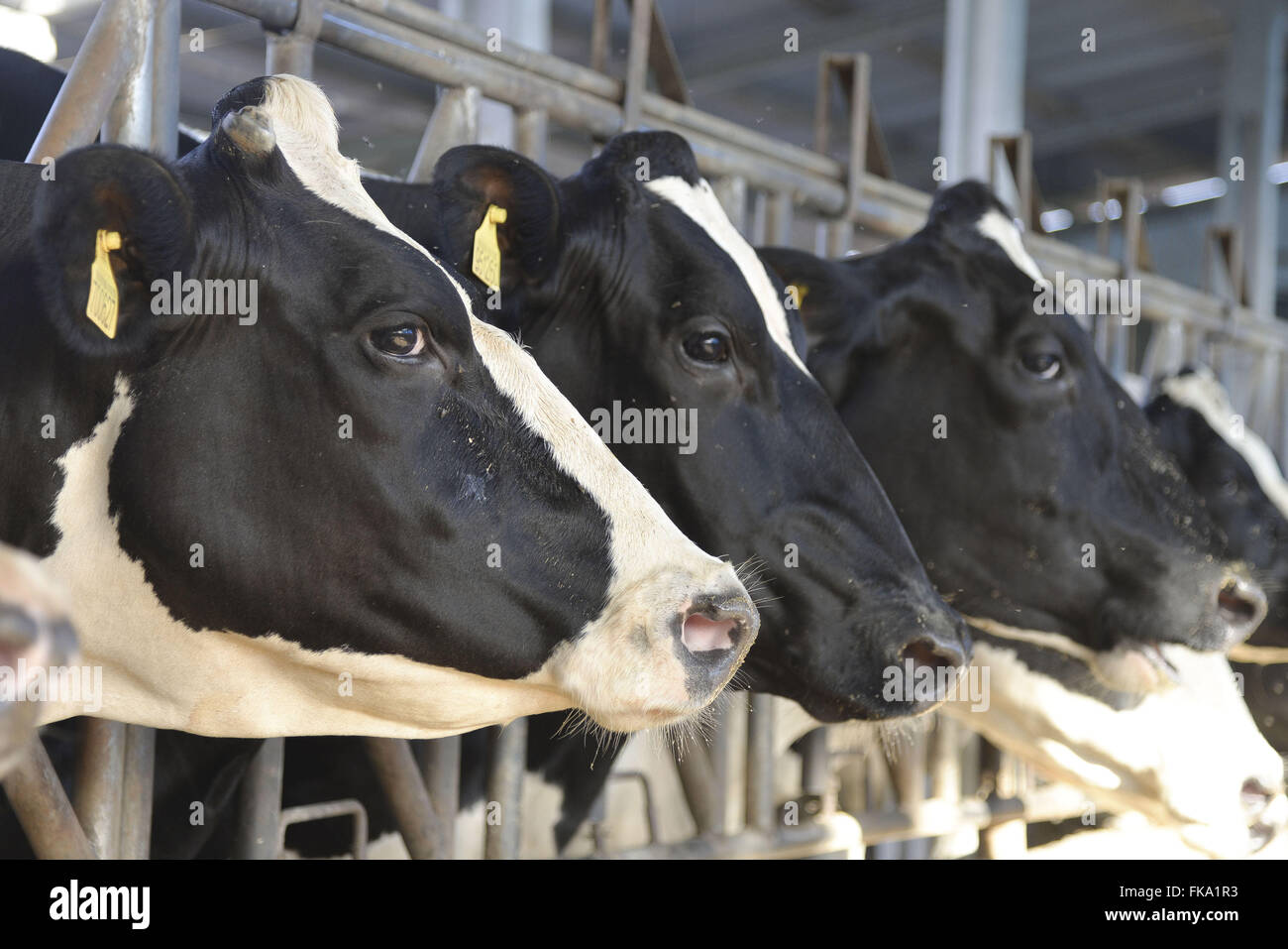 Vacas leiteiras da raÁa holandesa com brinco de identificaÁ„o com cÛdigo de  barras Stock Photo - Alamy