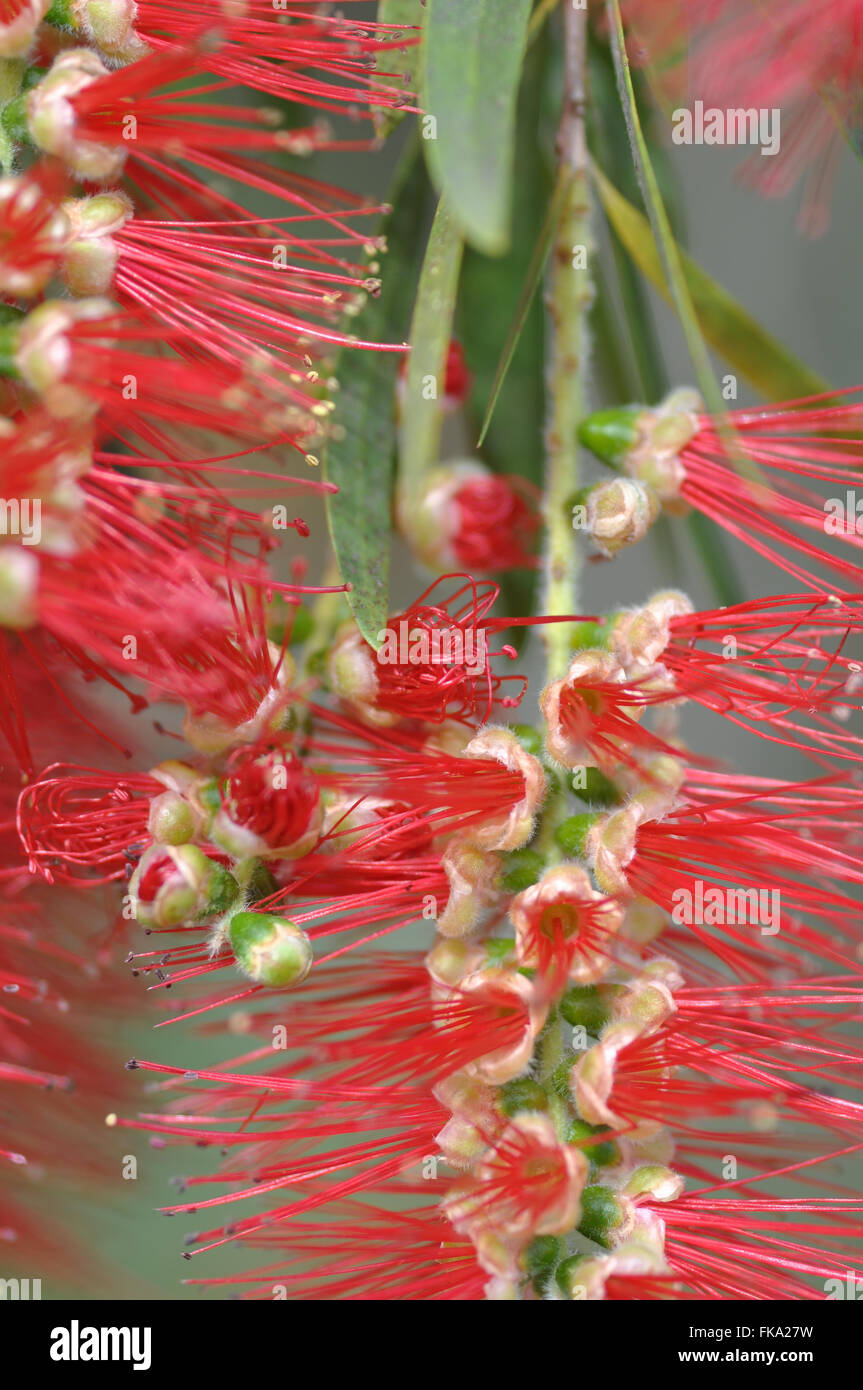 Bottlebrush Flower Stock Photo