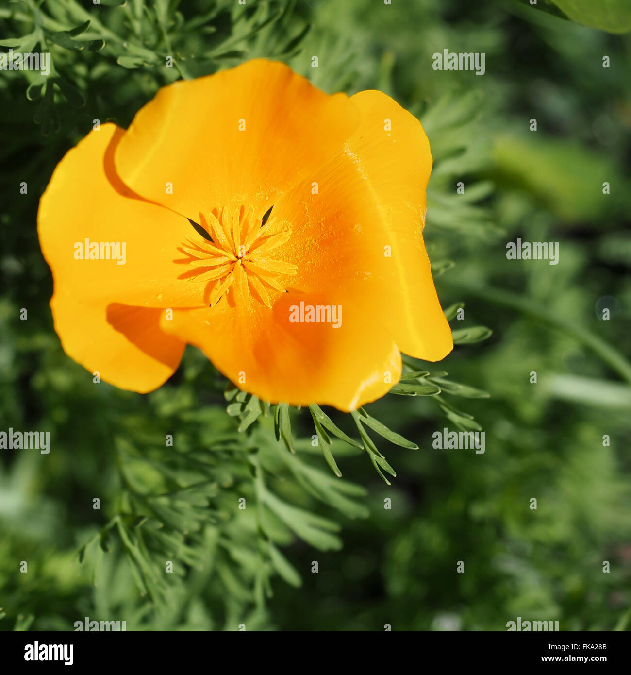 California Poppy Golden Yellow Stock Photo
