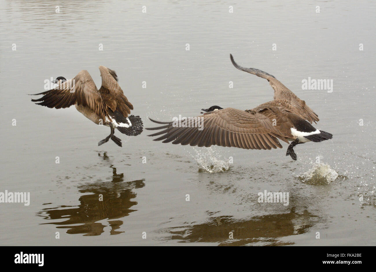 Male Canada Goose chasing another away during breeding season Stock Photo Alamy