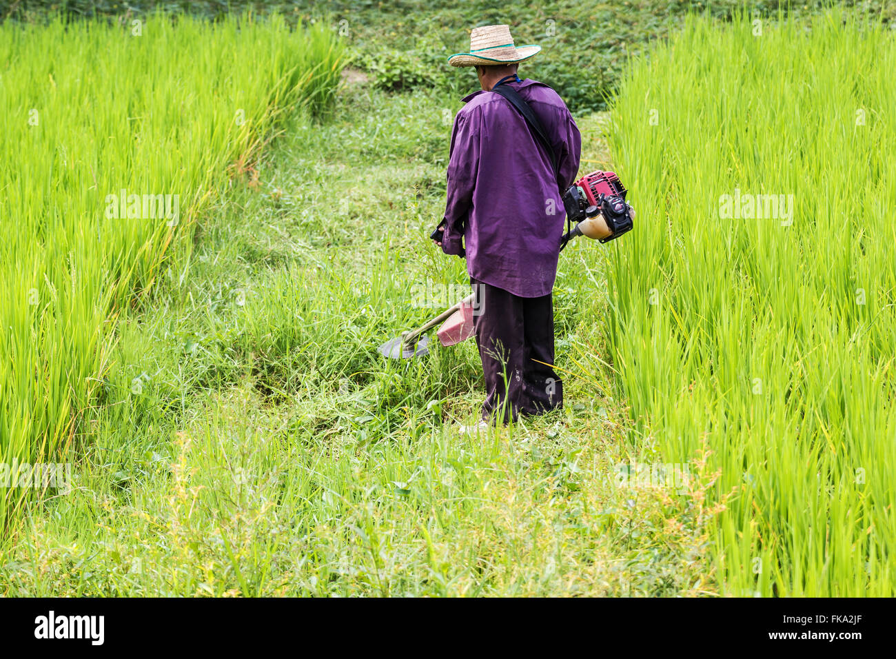 Worker cutting grass in rice field with the mowers engine Stock Photo