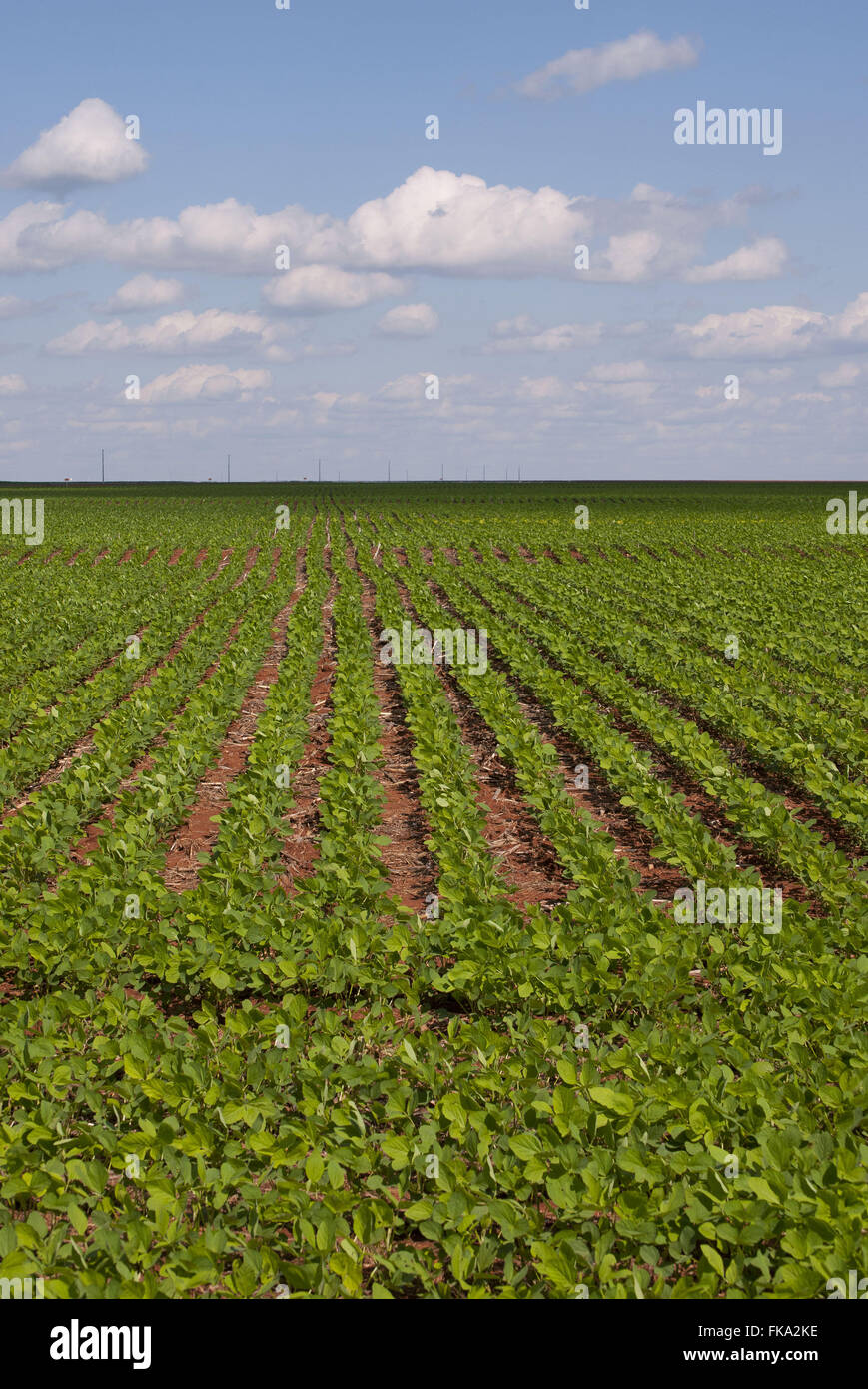 Rural area plantation hi-res stock photography and images - Alamy