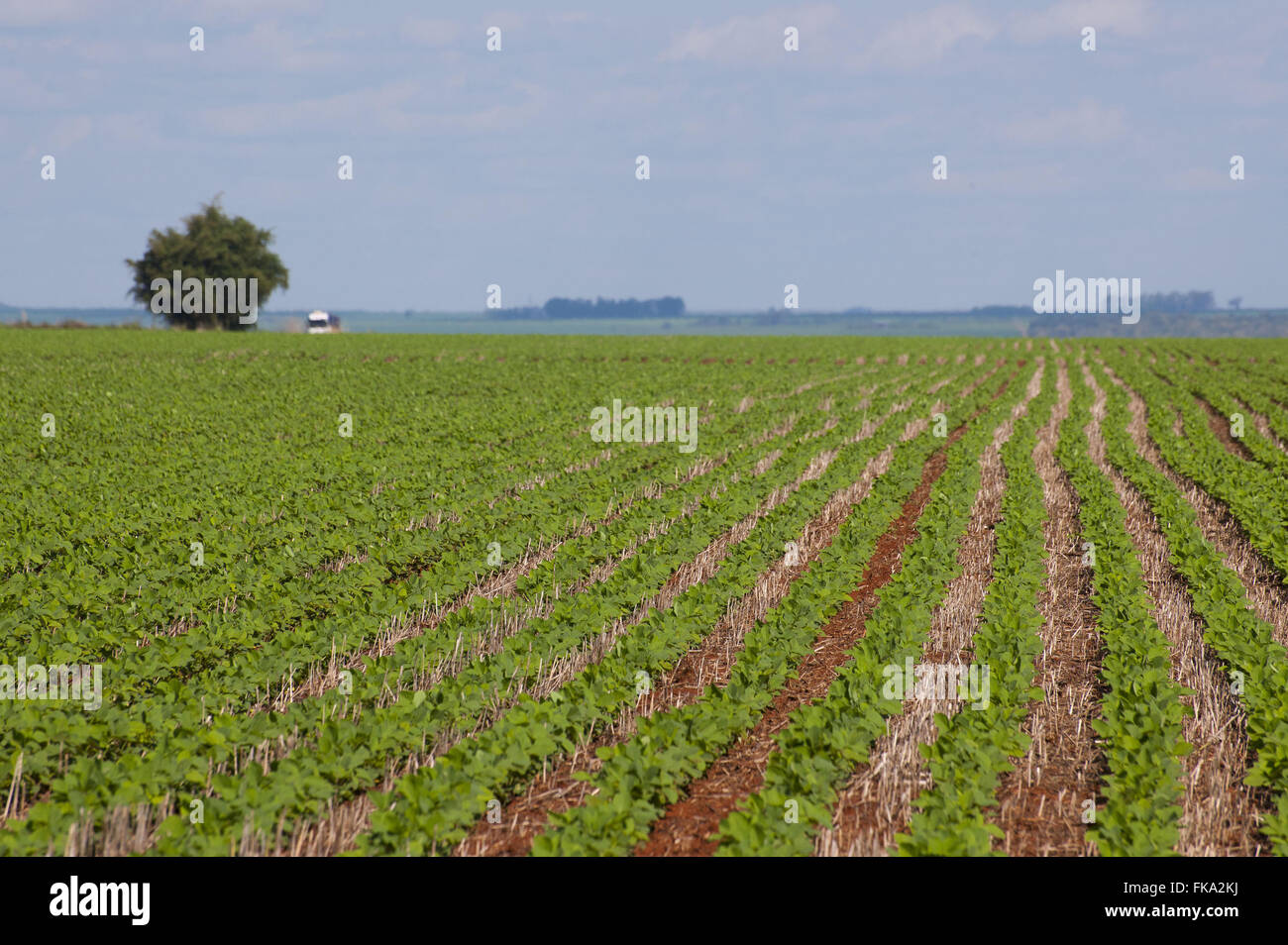 Soy brazil mato grosso hi-res stock photography and images - Alamy