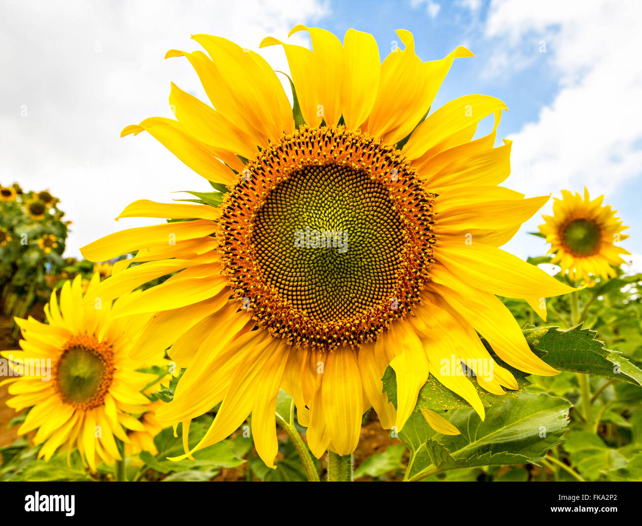 Sunflower on a field Stock Photo - Alamy