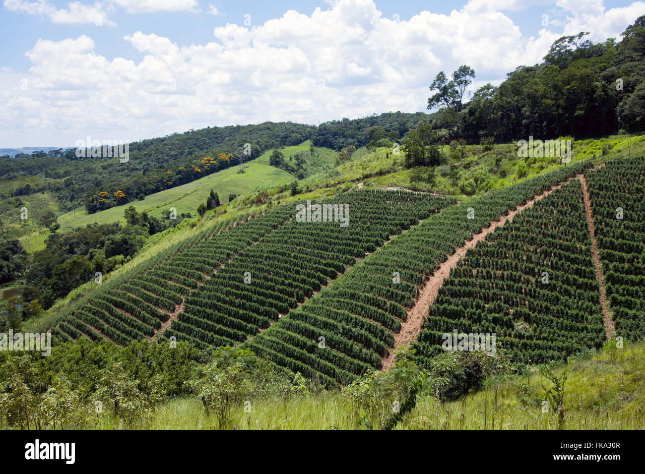 Planting tomatoes in envarado hillside in rural Guapiara Stock Photo