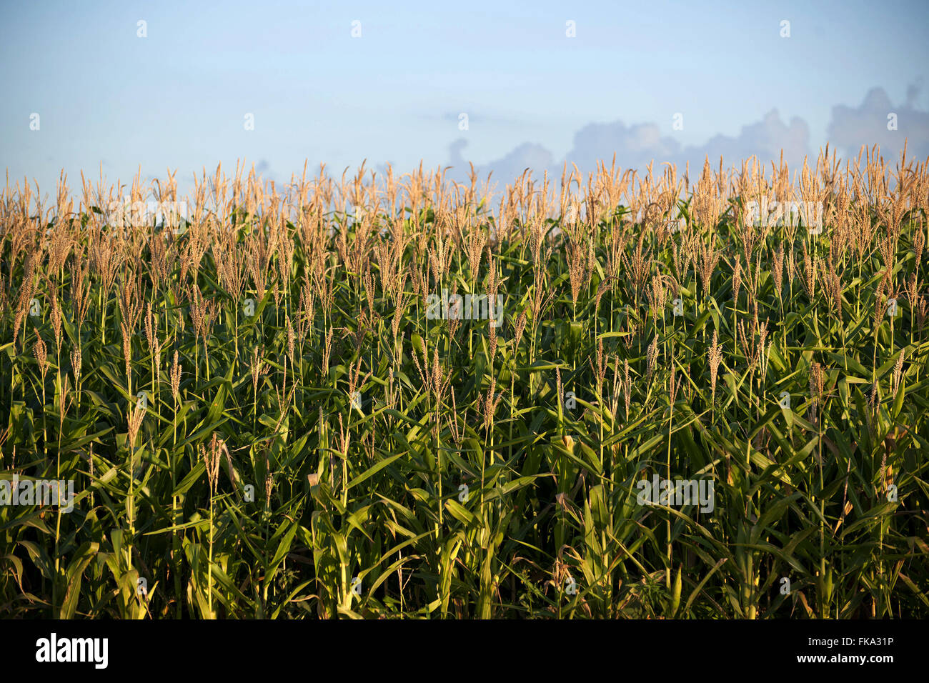 Plantação de milho na área rural de Itararé - região sudoste do Estado de São Paulo Stock Photo