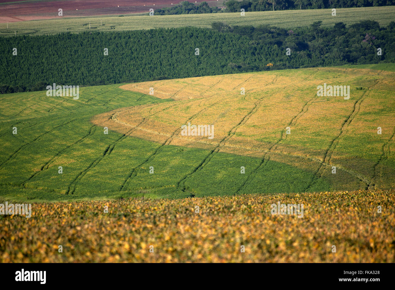 Soy plantation brazil hi-res stock photography and images - Alamy