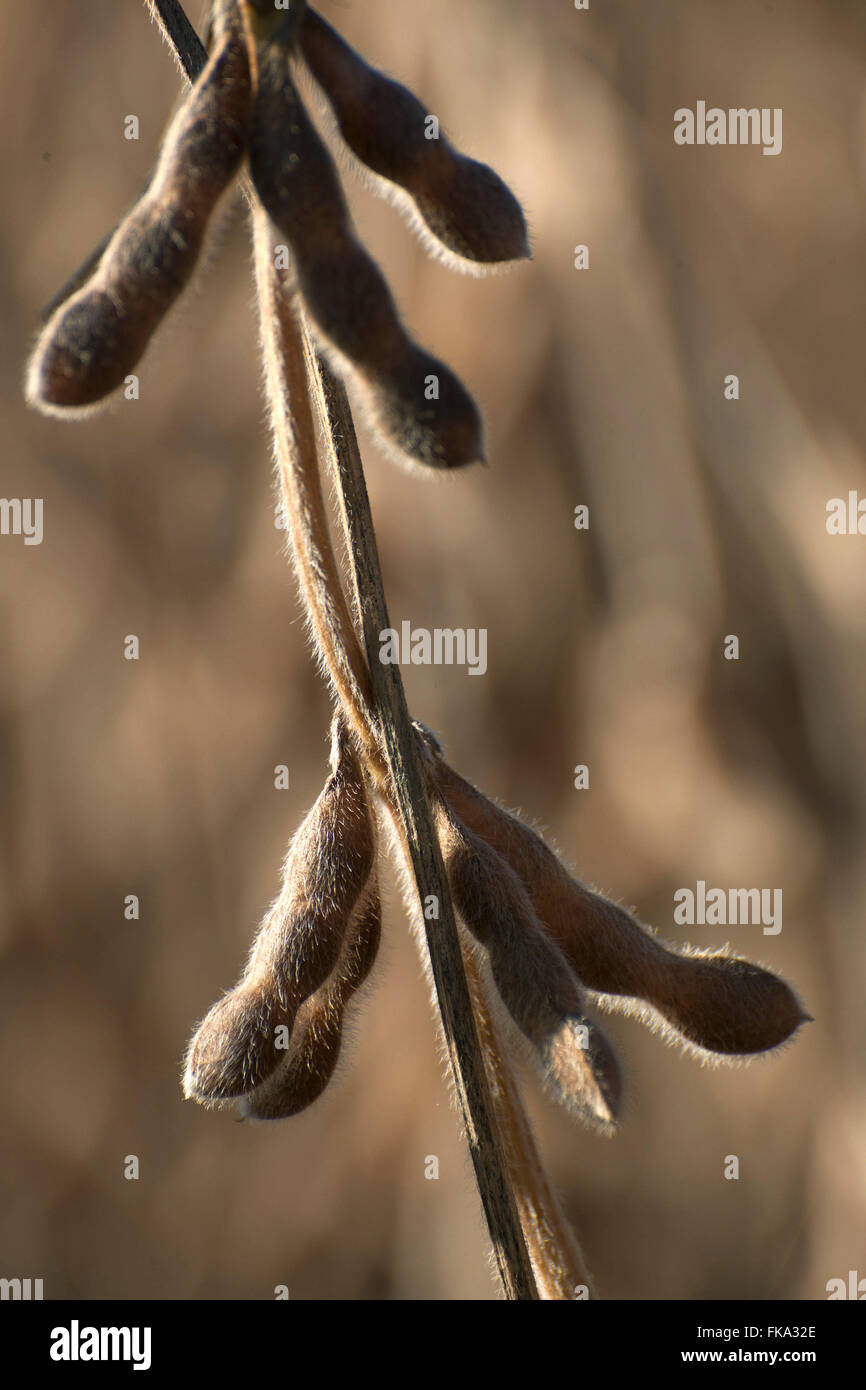 Soy beans brazil hi-res stock photography and images - Alamy