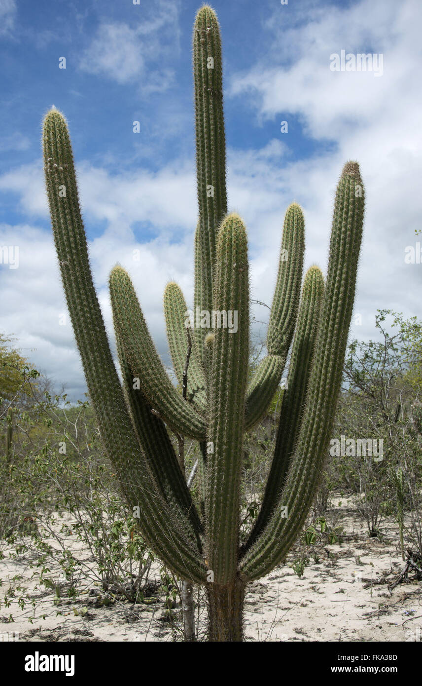 Facheiro Cactus - Pilosocereus pentaedrophorus - Cactus characteristic stench Stock Photo