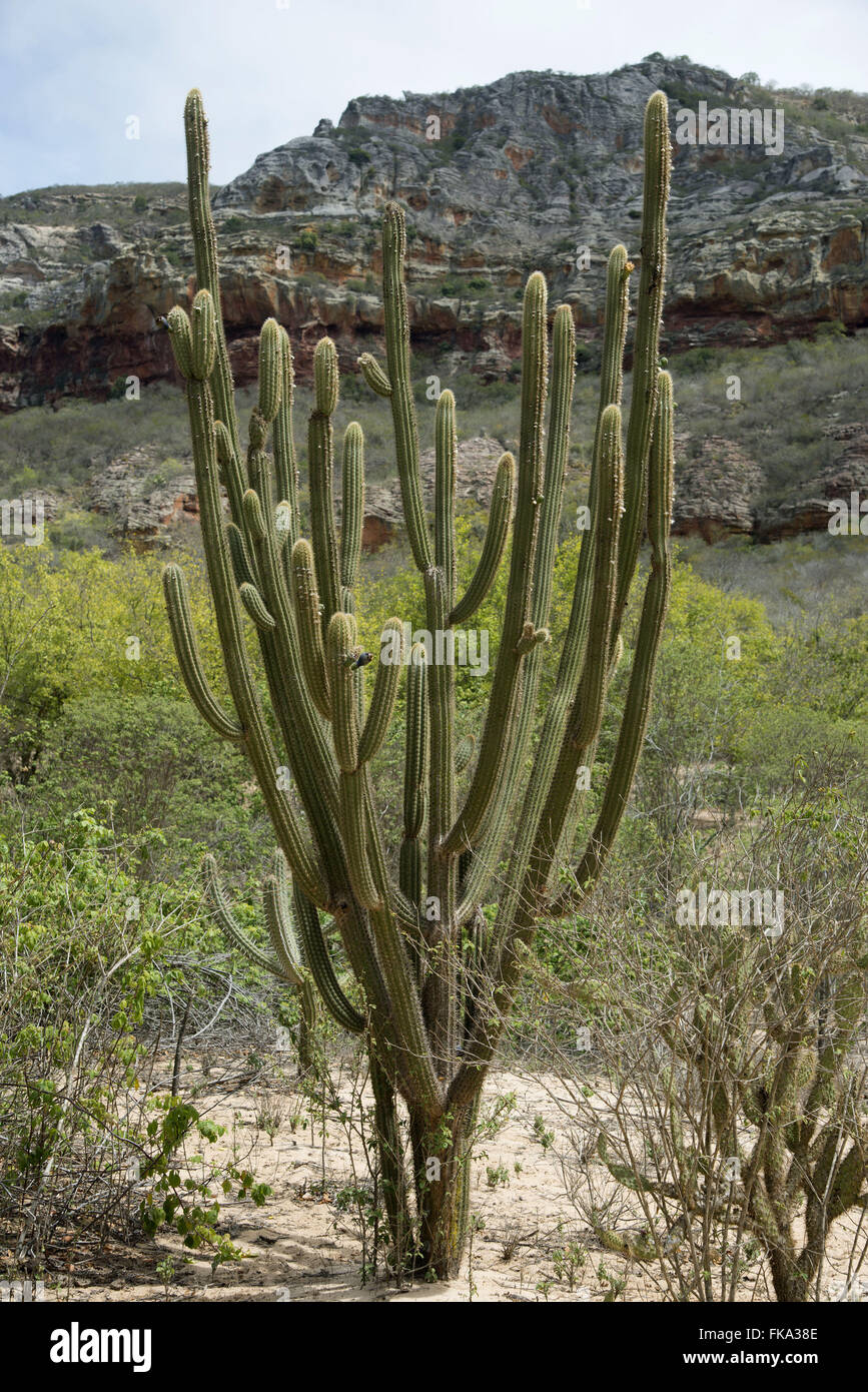 Facheiro Cactus - Pilosocereus pentaedrophorus - Cactus characteristic stench Stock Photo