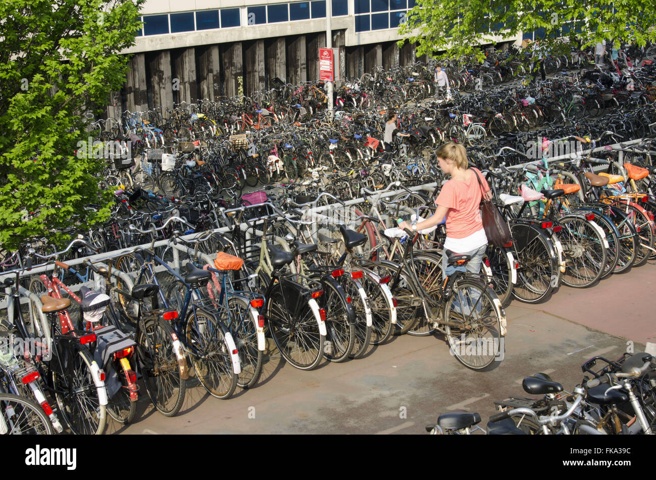 Bicycle parking in Central Station Centraal Station Stock Photo Alamy