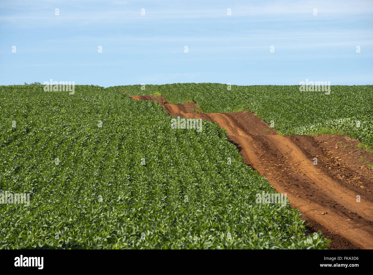 Soy plantation in farm hi-res stock photography and images - Alamy