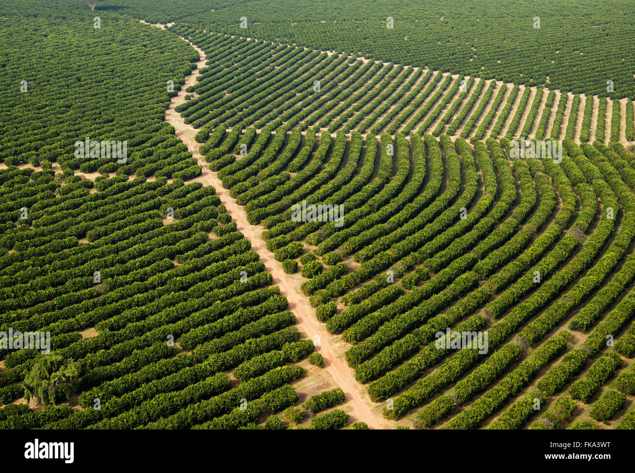 Aerial view of orange groves in the countryside Stock Photo Alamy