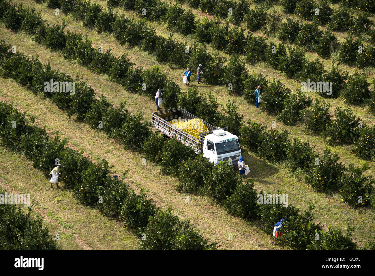 Aerial view of collecting oranges in the orchard in the countryside Stock Photo
