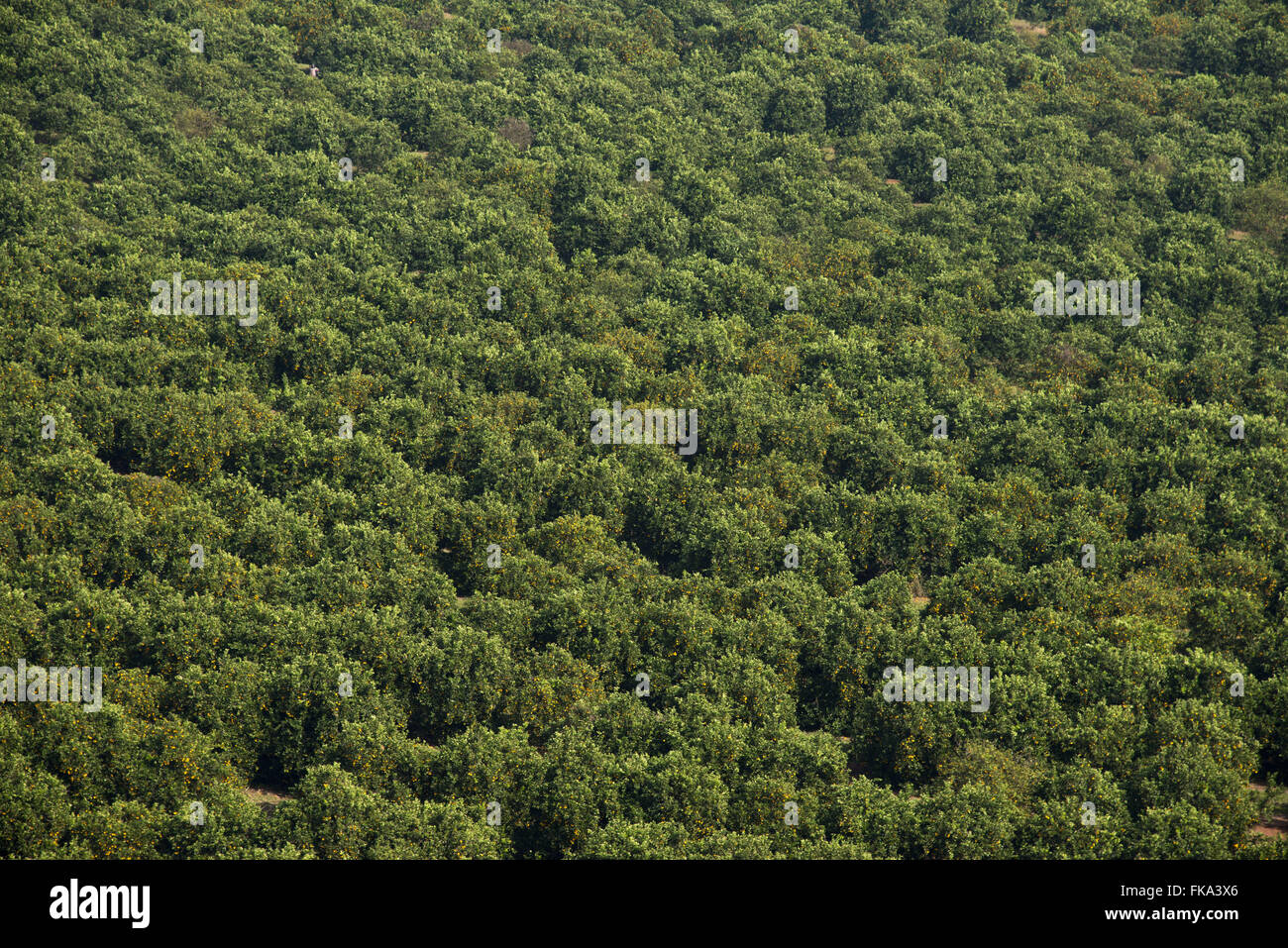 Aerial view of orange groves in the countryside Stock Photo