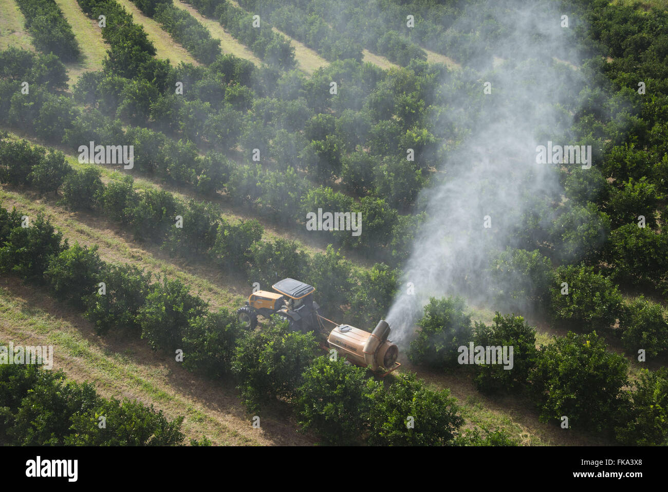 View aerial spraying of insecticide in orange groves in the countryside Stock Photo