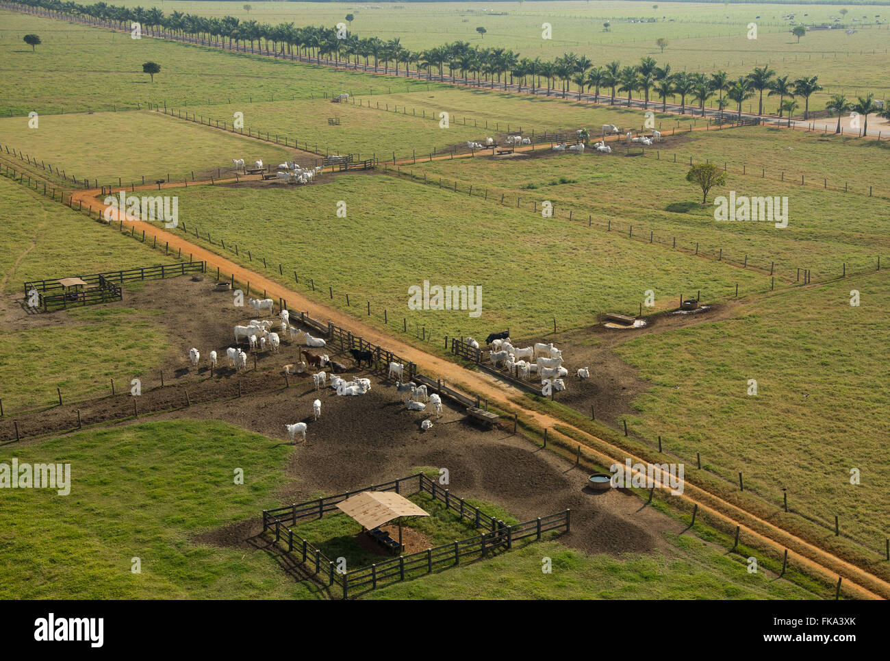 Aerial view of farm creation of extensive beef cattle Stock Photo