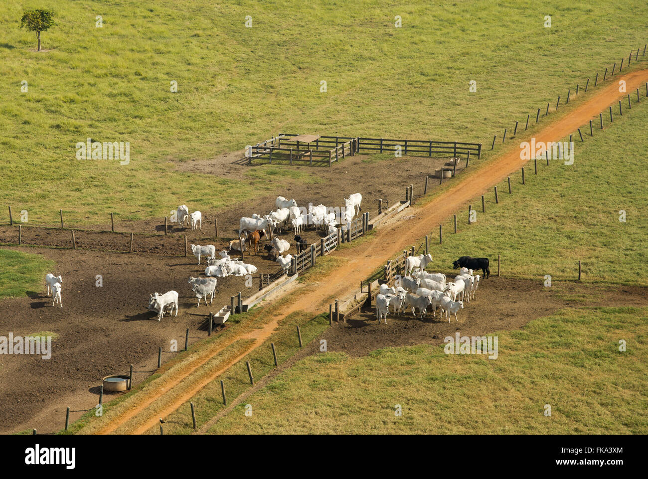 Aerial view of farm creation of extensive beef cattle Stock Photo