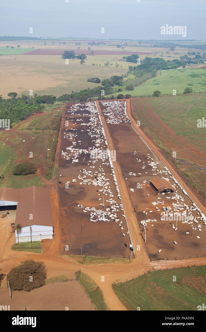 Aerial view of farm creation of cattle confined Stock Photo