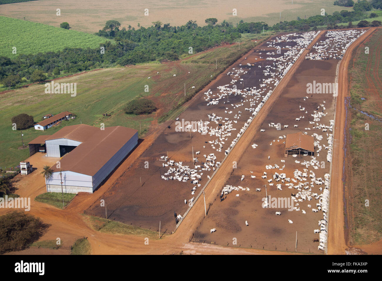 Aerial view of farm creation of cattle confined Stock Photo