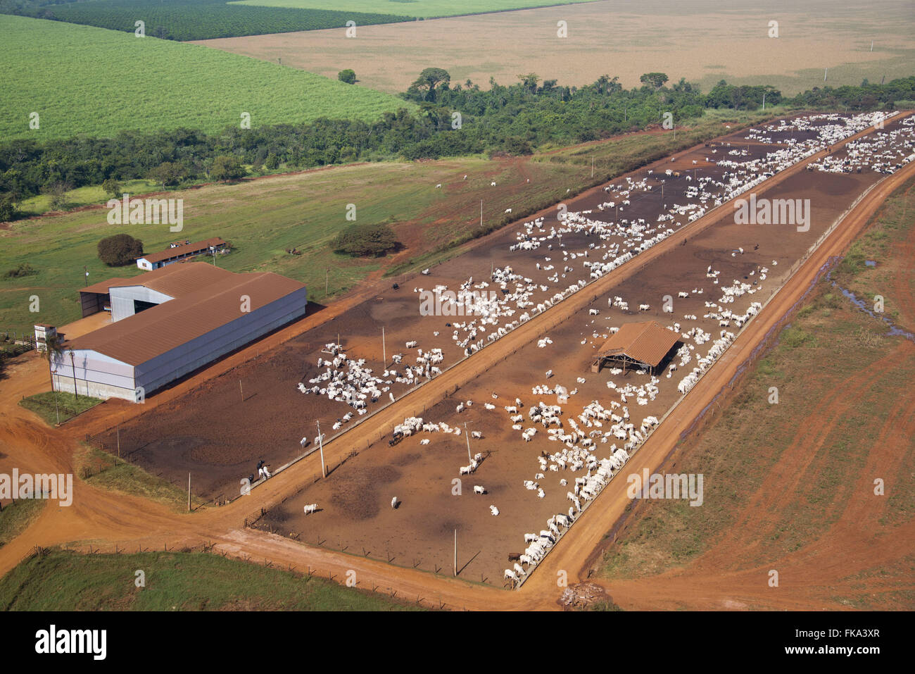 Aerial view of farm creation of cattle confined Stock Photo