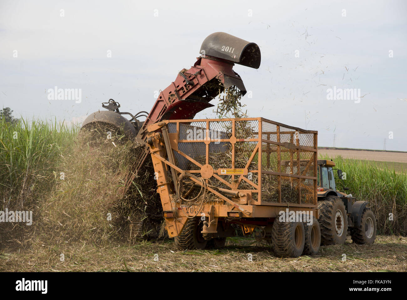Mechanical harvesting of cane sugar in the countryside Stock Photo Alamy