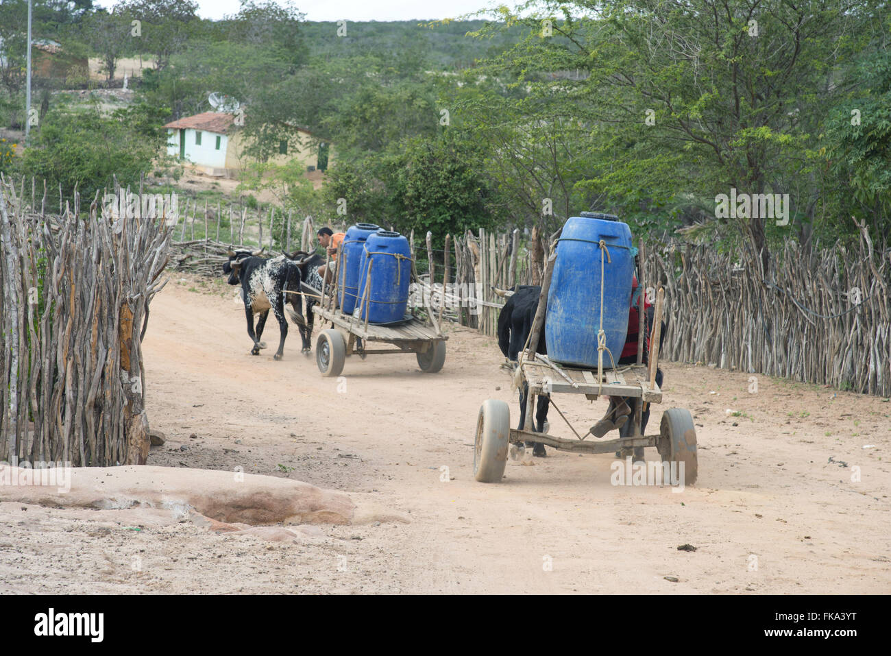 Ethnicity Kapinawá the Indians in the village or community Thresher carrying water on bullock cart Stock Photo