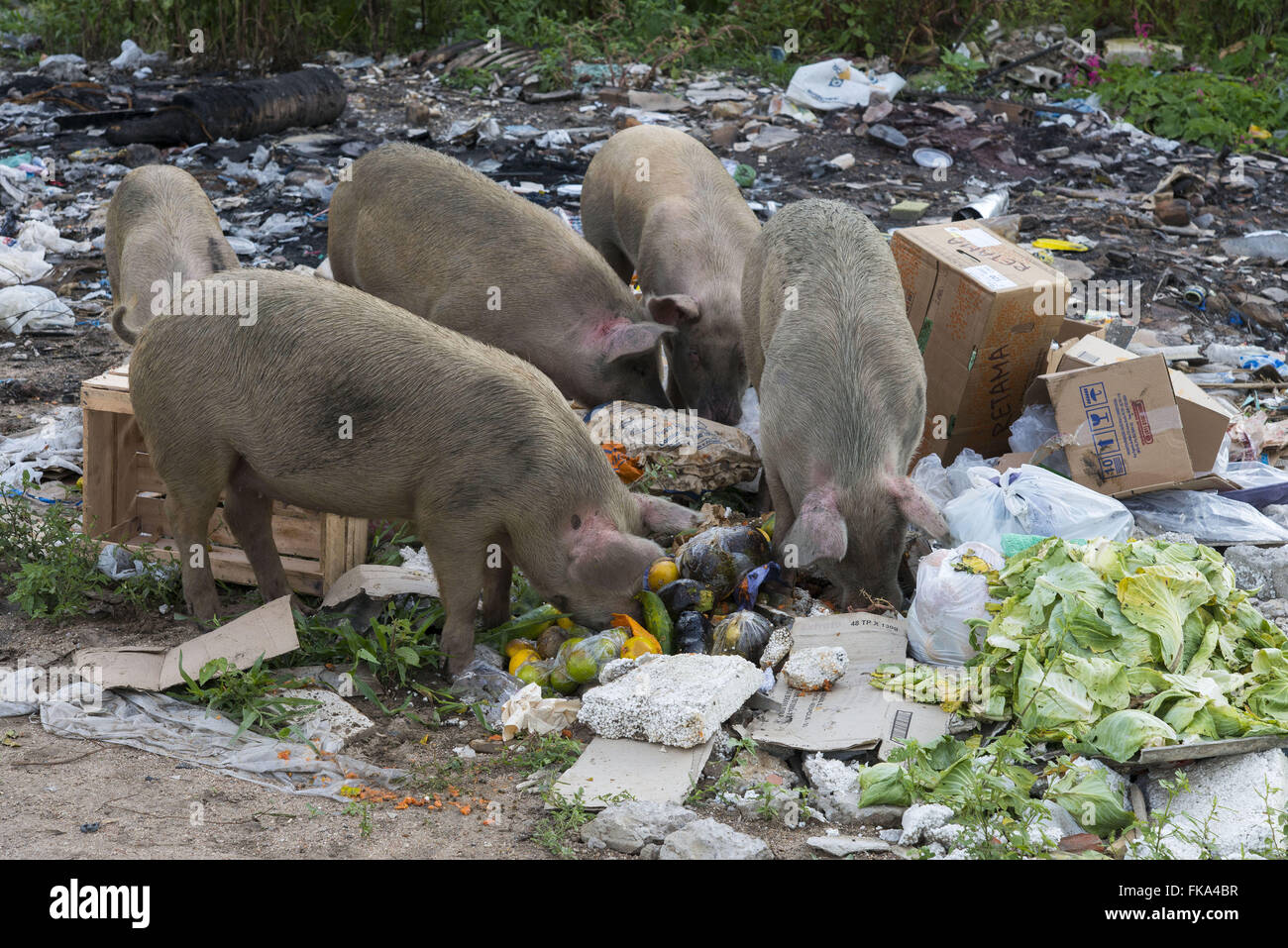 Pigs feeding on garbage dumped in a vacant lot near the city Stock