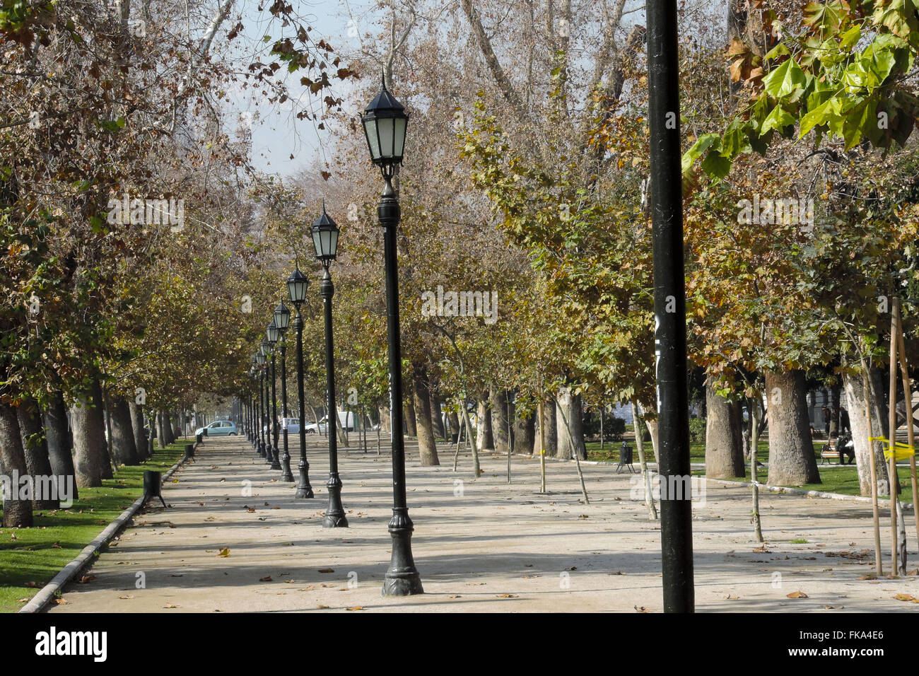 leafless trees in the middle of Autumn - Gardens of the Bellas Artes neighborhood Stock Photo