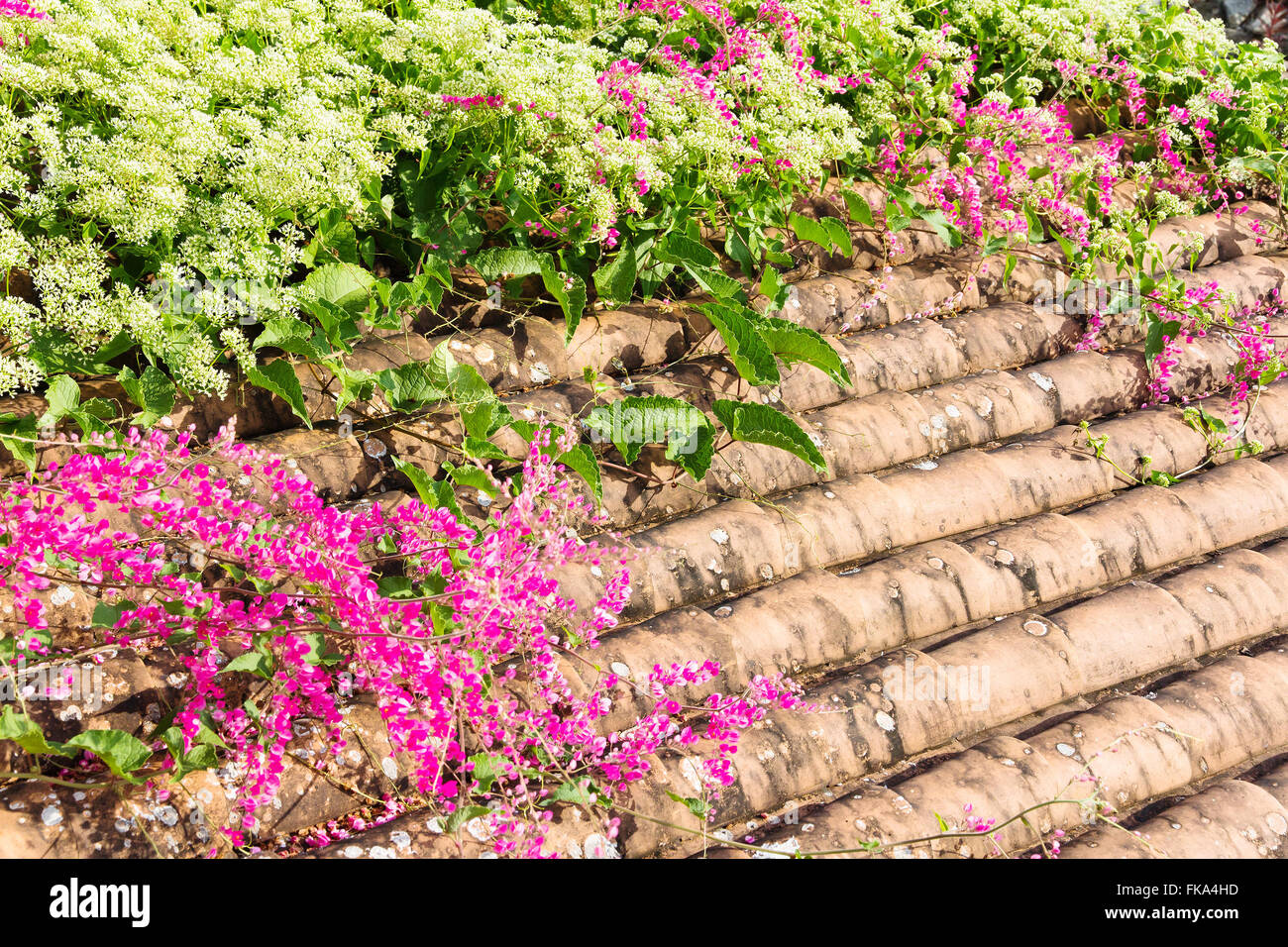 Pink flower Coral Vine Stock Photo